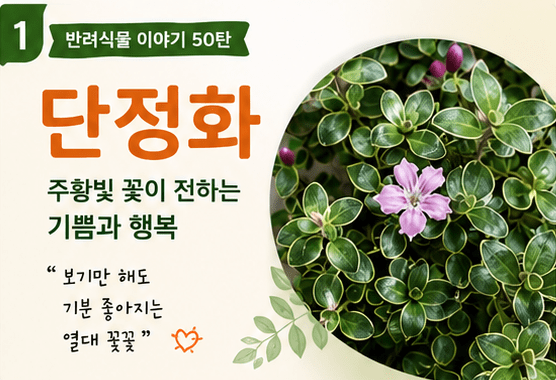 [반려식물 이야기] 주황빛 꽃이 전하는 기쁨과 행복 '단정화'