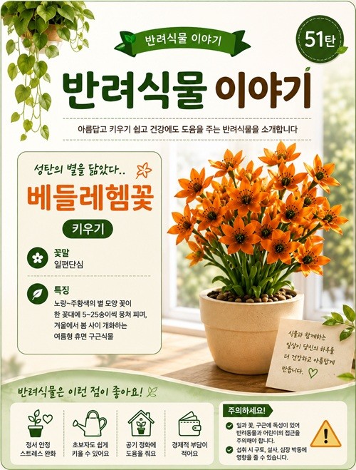 [반려식물 이야기] 성탄의 별 닮은 '베들레헴꽃'